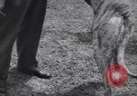 Image of dog show Madison New Jersey USA, 1939, second 45 stock footage video 65675076153