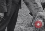 Image of dog show Madison New Jersey USA, 1939, second 46 stock footage video 65675076153