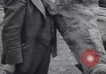 Image of dog show Madison New Jersey USA, 1939, second 47 stock footage video 65675076153