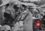 Image of dog show Madison New Jersey USA, 1939, second 49 stock footage video 65675076153
