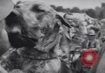 Image of dog show Madison New Jersey USA, 1939, second 50 stock footage video 65675076153