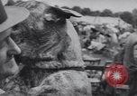 Image of dog show Madison New Jersey USA, 1939, second 51 stock footage video 65675076153