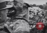 Image of dog show Madison New Jersey USA, 1939, second 52 stock footage video 65675076153