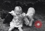Image of dog show Madison New Jersey USA, 1939, second 54 stock footage video 65675076153