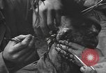 Image of American medics Normandy France, 1944, second 41 stock footage video 65675076254