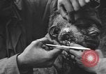 Image of American medics Normandy France, 1944, second 45 stock footage video 65675076254