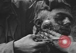 Image of American medics Normandy France, 1944, second 46 stock footage video 65675076254