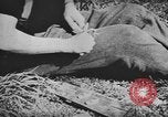 Immagine di I soldati tedeschi Nettuno Italia, 1944, secondo 8 filmato di repertorio 65675076263