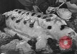 Standbild internationale Chef's Food Show New York United States USA, 1939, aus Sekunde 38 historischem Filmmaterial Videoclip 65675076325