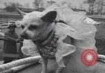Standbild Pennsylvanian Kinder Allentown Pennsylvania USA, 1957, aus Sekunde 19 historischem Filmmaterial Videoclip 65675076337