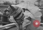 Standbild Pennsylvanian Kinder Allentown Pennsylvania USA, 1957, aus Sekunde 20 historischem Filmmaterial Videoclip 65675076337