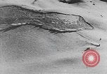 Image of avalanches United States USA, 1943, second 60 stock footage video 65675076345