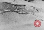 Image of avalanches United States USA, 1943, second 61 stock footage video 65675076345