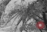 Image les sports d'hiver Garmisch-Partenkirchen Allemagne, 1936, de la seconde 49 séquences d'archives historiques vidéo 65675076357