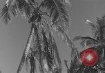 Image of WB-29A Superfortress Bermuda, 1951, second 8 stock footage video 65675076425