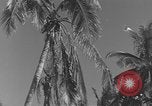 Image of WB-29A Superfortress Bermuda, 1951, second 11 stock footage video 65675076425