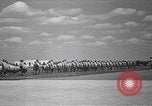 Image american flying cadets ne callisthénie avec des fusils Texas USA, 1940, de la seconde 27 séquences d'archives historiques vidéo 65675076481