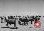 Image of surrender of Berbers Morocco North Africa, 1955, second 38 stock footage video 65675076486