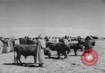 Image of surrender of Berbers Morocco North Africa, 1955, second 39 stock footage video 65675076486