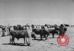 Image of surrender of Berbers Morocco North Africa, 1955, second 40 stock footage video 65675076486