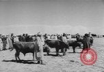 Image of surrender of Berbers Morocco North Africa, 1955, second 41 stock footage video 65675076486