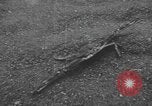 Standbild amerikanische Taucher Golf von Mexiko, 1954, aus Sekunde 43 historischem Filmmaterial Videoclip 65675076505