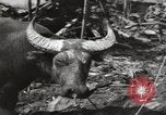 Standbild Vereinigten Staaten Marines Philippinen, 1944, aus Sekunde 8 historischem Filmmaterial Videoclip 65675076508