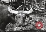 Standbild Vereinigten Staaten Marines Philippinen, 1944, aus Sekunde 9 historischem Filmmaterial Videoclip 65675076508