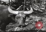 Standbild Vereinigten Staaten Marines Philippinen, 1944, aus Sekunde 10 historischem Filmmaterial Videoclip 65675076508