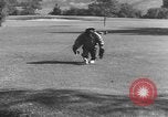 Immagine di Uno scimpanzé Los Angeles California USA, 1935, secondo 28 filmato di repertorio 65675076535