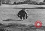 Immagine di Uno scimpanzé Los Angeles California USA, 1935, secondo 29 filmato di repertorio 65675076535