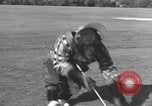 Immagine di Uno scimpanzé Los Angeles California USA, 1935, secondo 38 filmato di repertorio 65675076535