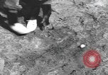 Immagine di Uno scimpanzé Los Angeles California USA, 1935, secondo 46 filmato di repertorio 65675076535