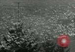 Immagine di Industria televisiva United States USA, 1950, secondo 1 filmato di repertorio 65675076546
