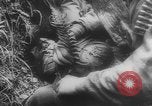 Image of German soldiers capture American soldiers after attacking tanks Western Front European Theater, 1944, second 30 stock footage video 65675076702
