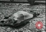 Immagine di Gli agricoltori americani Kansas City Missouri USA, 1934, secondo 10 filmato di repertorio 65675076823