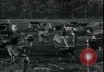 Image of Pine Valley Farm Colony in Georgia Georgia United States USA, 1935, second 22 stock footage video 65675076841