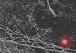 Image of river United States USA, 1920, second 9 stock footage video 65675076880