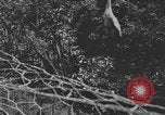 Image of river United States USA, 1920, second 14 stock footage video 65675076880