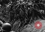 Immagine di Soldati cinesi La Birmania, 1943, secondo 12 filmato di repertorio 65675076943