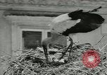 Image of storks Austria, 1957, second 12 stock footage video 65675077122