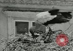 Image of storks Austria, 1957, second 13 stock footage video 65675077122