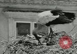 Image of storks Austria, 1957, second 14 stock footage video 65675077122