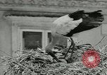Image of storks Austria, 1957, second 15 stock footage video 65675077122