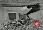Image of storks Austria, 1957, second 16 stock footage video 65675077122