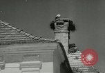Image of storks Austria, 1957, second 18 stock footage video 65675077122