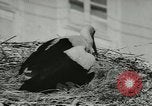 Image of storks Austria, 1957, second 19 stock footage video 65675077122