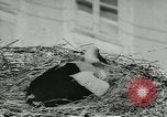 Image of storks Austria, 1957, second 20 stock footage video 65675077122