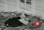 Image of storks Austria, 1957, second 21 stock footage video 65675077122