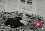 Image of storks Austria, 1957, second 22 stock footage video 65675077122